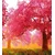 Fototapeta razcvetena drevesa češnje - 245x270