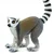 Safari Lemur