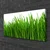 tulup.si Slika na platnu Grass nature rastlin 100x50 cm