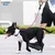 Dogness Povodac za pse, S, Crveni