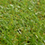 vidaXL Pločice umjetne trave 20 kom 30 x 30 xm zelene