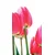 Fototapeta rdeči poljski tulipani - 147x270
