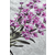 CONCEPTUM HYPNOSE Lavender Oval DJT ( 60 x90)