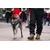 Ruffwear Overcoat Fuse Jacket, Basalt, Siva - L