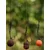FOX Edges Spinner Rig - 5 (x3)