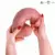 DILDO Mr. Intense Spencer Ultra Realistic (28 cm)