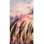 Fototapeta trava pri sončnem zahodu - 147x270