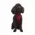 Paws & Whiskers Am za pse Air-Mesh, Crveni
