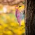 Atelier Del Sofa Dekorativna figura Bird on the branch 21, 30x18 cm, 1.5 mm, Roze