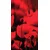 Fototapeta polje divjih makov - 147x270