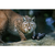 Steiner Wildlife 8x42 Fernglas Steiner