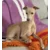 shumee Bombažna odeja iggy Lilly Pixel