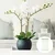 Cool Mango Opora za rastline (5 kosov) - planty, premium