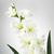 SMYCKA Veštački cvet, gladiola/bela, 100 cmPrikaži specifikacije mera