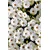 Conceptum Hypnose Tepih HMNT521, 100x150cm, Šareni