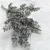 Stabiliziran Ruscus - (Ruscus) - mat zelen