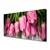 tulup.si Slika na platnu Tulipani na wall 100x50 cm