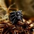 Prstan Steel Spider - SS8-1057R