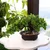 Bonsai drvo veštačko u saksiji 33x12x21cm edelman