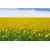 Slika rumeno polje - 40x30
