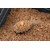 shumee Method/Feeder Fluo Pop-Up Micro Chunks Red Krill