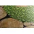 Slika Jin in Jang v eko izvedbi - 60x30