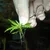 JBL Proscape Plantis