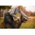 RUKKA PETS Trening krilo XS