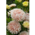 Flora Ekspres Seme cveća, Aster kraljevski-Callistephus (aster) chinensis king size apricot