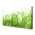tulup.si Slika na platnu Grass nature rastlin 125x50 cm