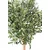 Oljka krogla na steblu 120 cm - 101 do 150 cm - 50-55 cm
