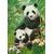 Castorland Sestavljanka 1000 kosov C-104987-2 Panda Brunch