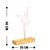 Aberto Design Dekorativna figura Ballerina, 20x40x4 cm
