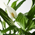 SPATHIPHYLLUM Zasađena biljka, spatifil, 12 cmPrikaži specifikacije mera