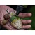 SuperFeed Micro Pellet 2 mm/1 kg Lignji in pomaranča