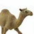 Safari Dromedar