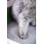 Ever Clean Senior Cat posip za mačja stranišča - 10 L