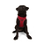 Paws & Whiskers Am za pse Air-Mesh, Crveni