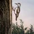 Aberto Design Dekorativna figura Bird On The Branch 01, 18x30 cm, 1.5 mm