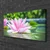 tulup.si Slika na platnu Voda lily pond narava 100x50 cm
