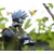 SFC Super Figure Collection ABYSTYLE NARUTO KAKASHI ABYSTLES, (20857225)