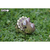 Eugy 3D Slagalica Triceratops