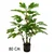 Lilium Stablo smokve 80cm, 567313