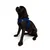 Paws & Whiskers Am za pse Air-Mesh, Plavi