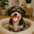 shumee Škripajoča igrača za pse Puppy Squeaker Chew Smile