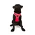 Paws & Whiskers Am za pse Air-Mesh, Roze