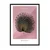 WallXpert uramljena slika 115214, The Black Peacock Ohare Kosona, crni paun, ružičasta pozadina, 50 x 70 cm, crni ram