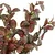 Shishi Phytonia grm zeleno - roza 30 cm