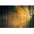 Fototapeta sonce za drevesi - 196x270