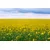 Fototapeta rumeno razcveteno polje - 147x99